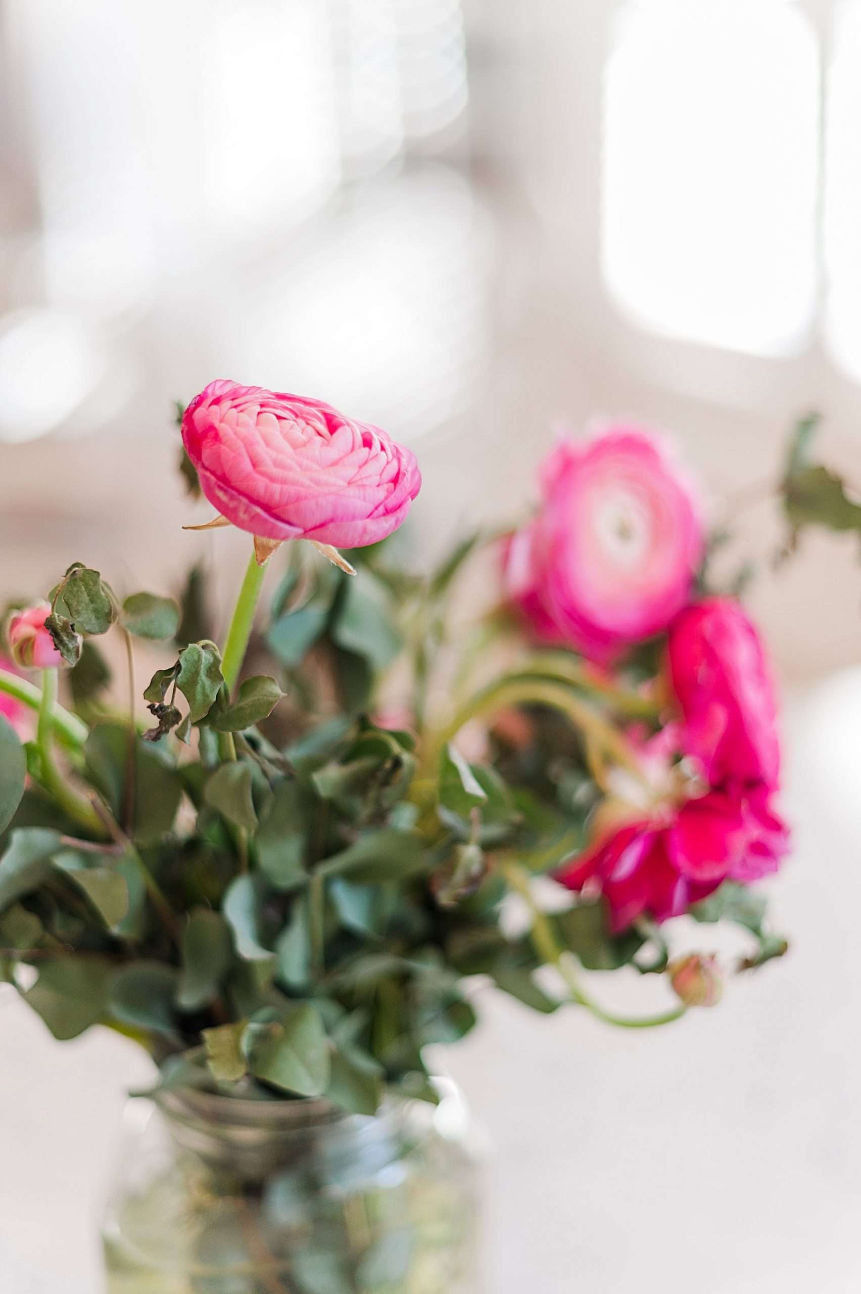 Close-up photo of vibrant pink ranunculus flowers with soft, creamy background. Demonstrating how shallow depth of field creates dreamy bokeh effects.